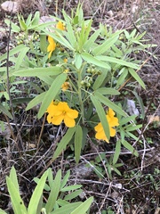 Senna roemeriana