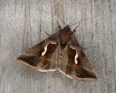 Macdunnoughia confusa