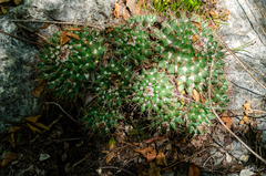 Mammillaria