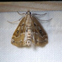 Parapoynx stratiotata