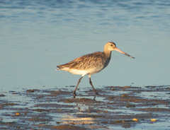 Limosa lapponica