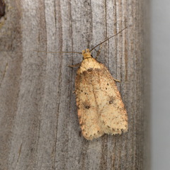Agonopterix