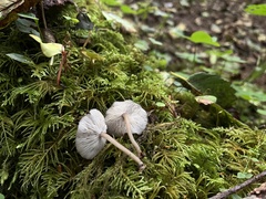 Hydropus marginellus