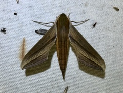 Xylophanes tersa