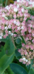 Zelus renardii