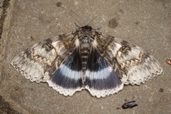 Catocala fraxini