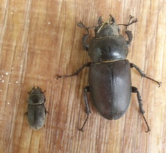 Dorcus parallelipipedus