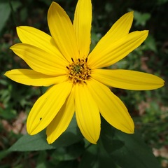 Helianthus divaricatus