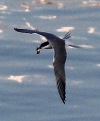 Sterna hirundo hirundo