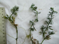 Ranunculus circinatus