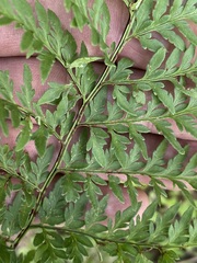 Myriopteris alabamensis