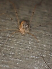 Phalangiinae