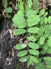 Chrysaster ostensackenella