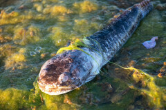 Halobatrachus didactylus