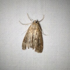 Parapoynx stratiotata