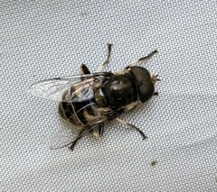 Eristalis dimidiata