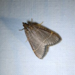 Hypsopygia glaucinalis