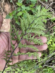 Myriopteris alabamensis