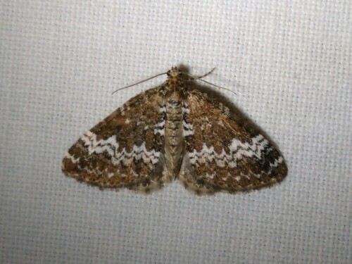 Small Rivulet, 9351 Leek, Nederland, photo 6 of 10