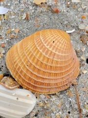 Chione elevata