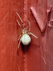 Enoplognatha ovata
