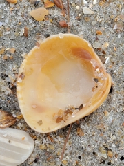 Chione elevata