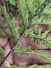 Myriopteris alabamensis