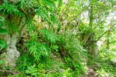 Thaumatophyllum bipinnatifidum
