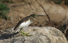 Ardeola grayii