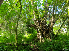 Ficus cotinifolia