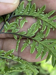 Myriopteris alabamensis