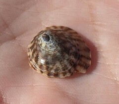 Testudinalia testudinalis