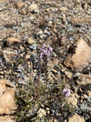Pedicularis attollens