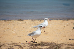 Ichthyaetus melanocephalus