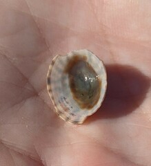 Testudinalia testudinalis