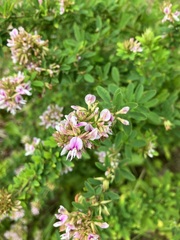 Lespedeza violacea