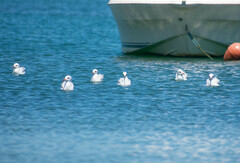 Ichthyaetus melanocephalus