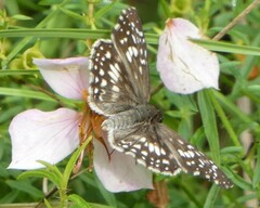 Burnsius communis
