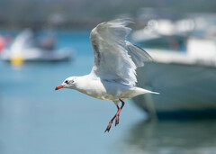 Ichthyaetus melanocephalus