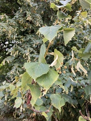 Tilia