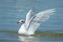 Ichthyaetus melanocephalus