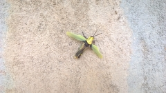 Zonocerus variegatus