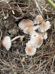 Leucoagaricus americanus