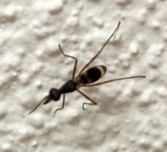 Taeniaptera trivittata