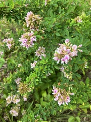 Lespedeza violacea