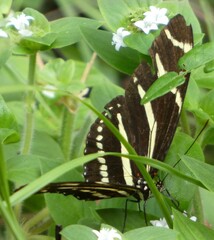 Heliconius charithonia