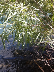 Salix exigua