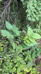 Ulmus rubra