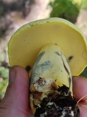 Boletaceae