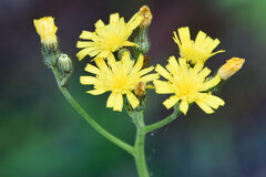 Pilosella piloselloides